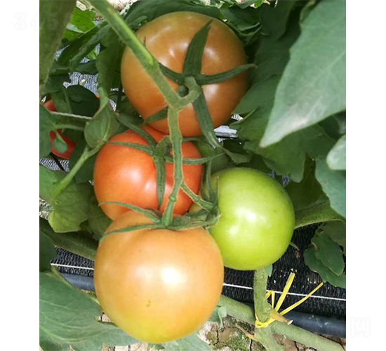 ��ʥ���900-���ѷN��-�V�݁���