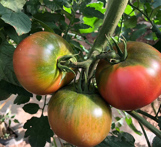 ����12̖-���ѷN��-�V�݁���