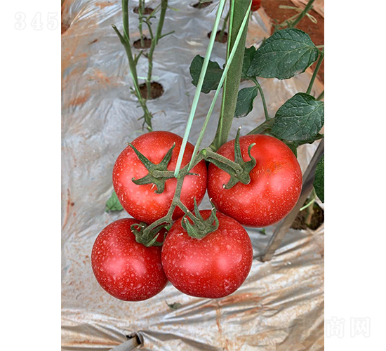 ����808-���ѷN��-�V�݁���