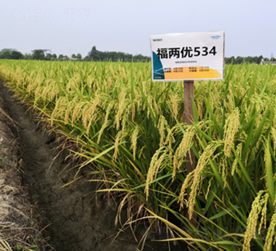 ���Ƀ�(y��u)534-ˮ���N��-¡ƽ�N�I(y��)