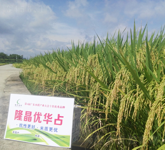 ¡����(y��u)�Aռ-ˮ���N��-¡ƽ�N�I(y��)