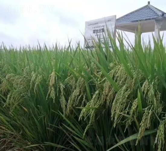 ¡��(y��u)�z��-ˮ���N��-¡ƽ�N�I(y��)