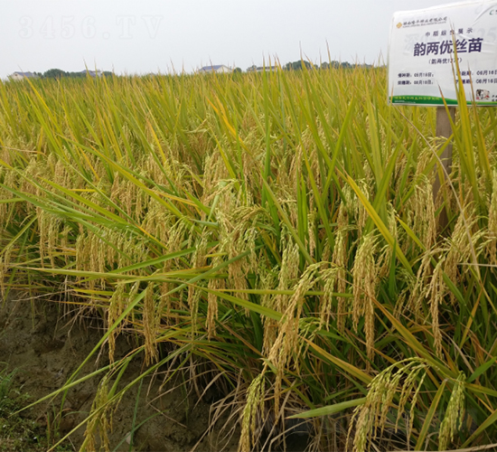 퍃Ƀ�(y��u)�z��-ˮ���N��-¡ƽ�N�I(y��)