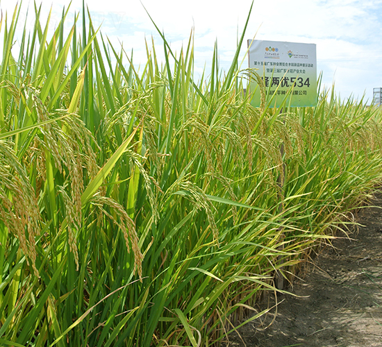 ¡�Ƀ�(y��u)534-ˮ���N��-¡ƽ�N�I(y��)