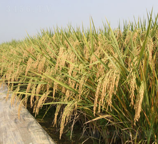 ���Ƀ�(y��u)�Aռ-ˮ���N��-¡ƽ�N�I(y��)