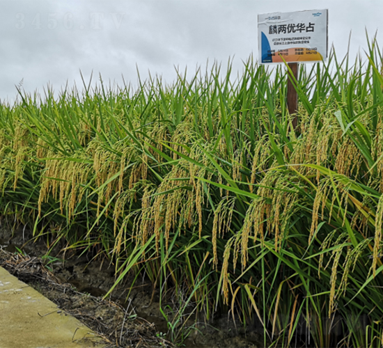 ��Ƀ�(y��u)�Aռ-ˮ���N��-¡ƽ�N�I(y��)