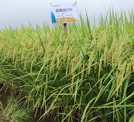 ��Ƀ�(y��u)570-ˮ���N��-¡ƽ�N�I(y��)