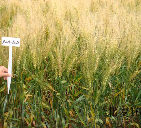 ����16-С���N��-���S�N�I(y��)