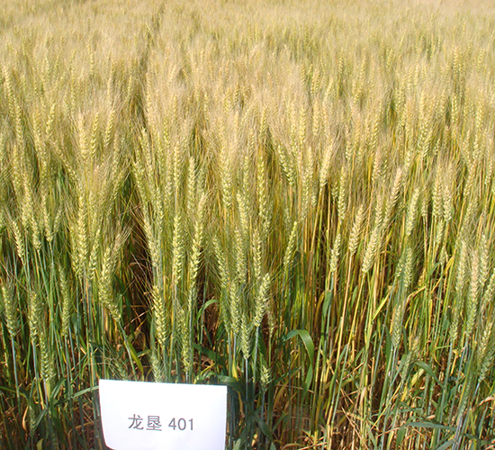 ����401-С���N��-���S�N�I(y��)