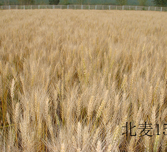 ����15-С���N��-���S�N�I(y��)