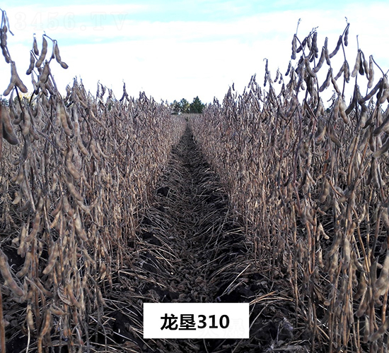 ����310-�󶹷N��-���S�N�I(y��)