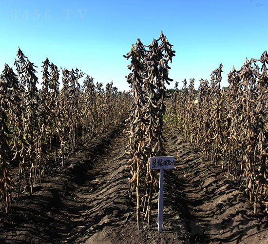 ����335-�󶹷N��-���S�N�I(y��)