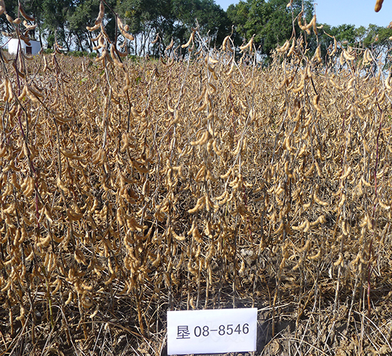 ����43-�󶹷N��-���S�N�I(y��)