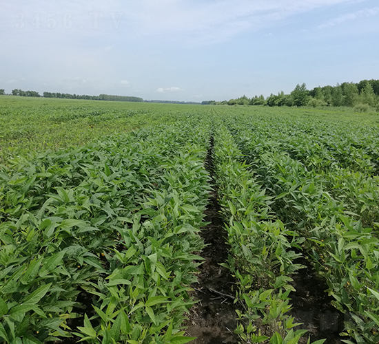 ����65-�󶹷N��-���S�N�I(y��)