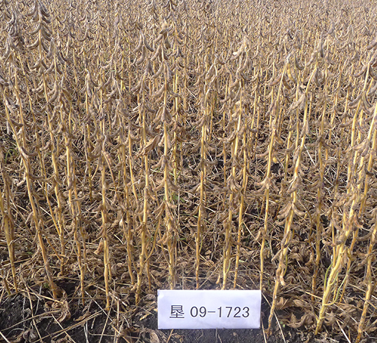 ����58-�󶹷N��-���S�N�I(y��)