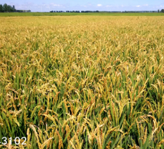 ����33-ˮ���N��-���S�N�I(y��)