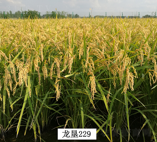 ����229-ˮ���N��-���S�N�I(y��)