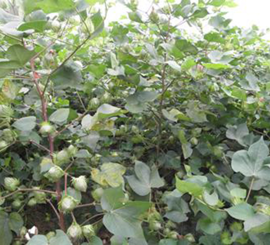 ���y��3̖(h��o)-�޻��N��-���y�߿�