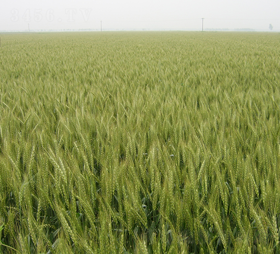 ����1401-С���N��-���y�߿�