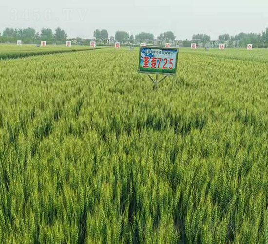 ����725-С���N��-���y�߿�