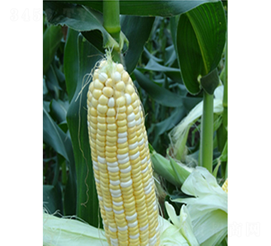 �����r��-���׷N��-�r���N��