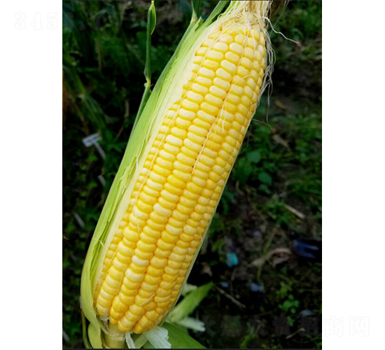 ������12̖-���׷N��-�r���N��