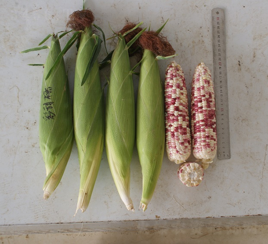 ��������Ŵ-���׷N��-�r���N��