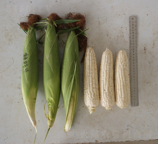 ��������Ŵ-���׷N��-�r���N��