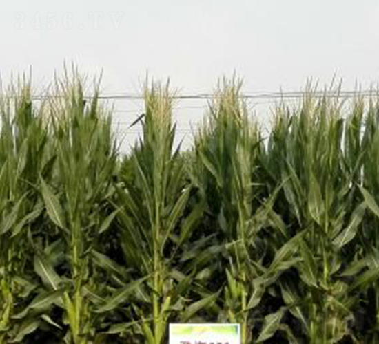 �Ǻ�652-���׷N��-�Ǻ��N�I(y��)