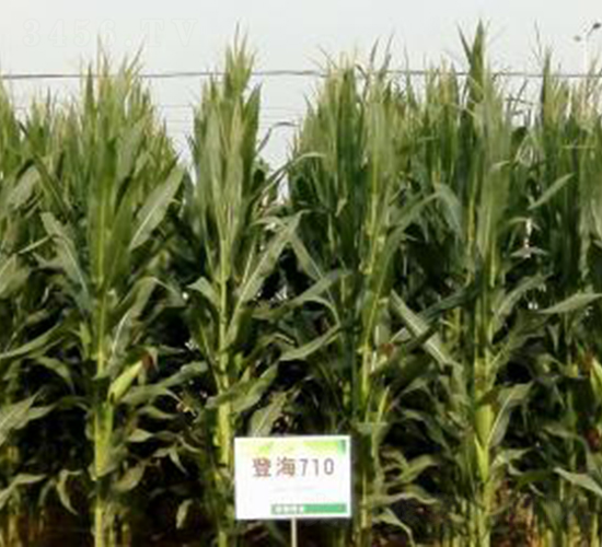 �Ǻ�710-���׷N��-�Ǻ��N�I(y��)