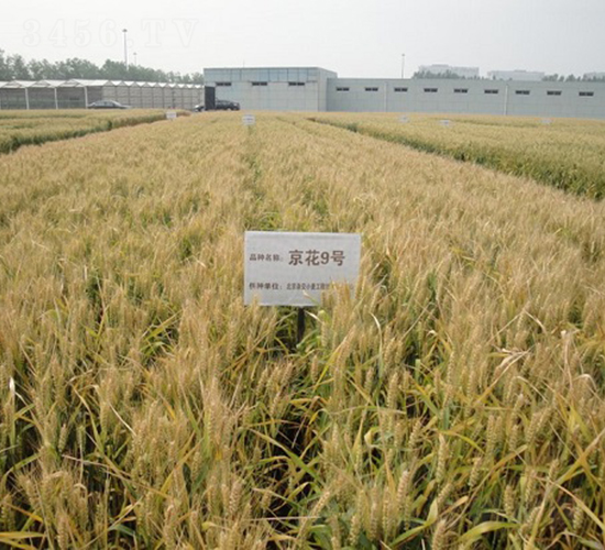 ����9̖-С���N��-�зN���F(tu��n)