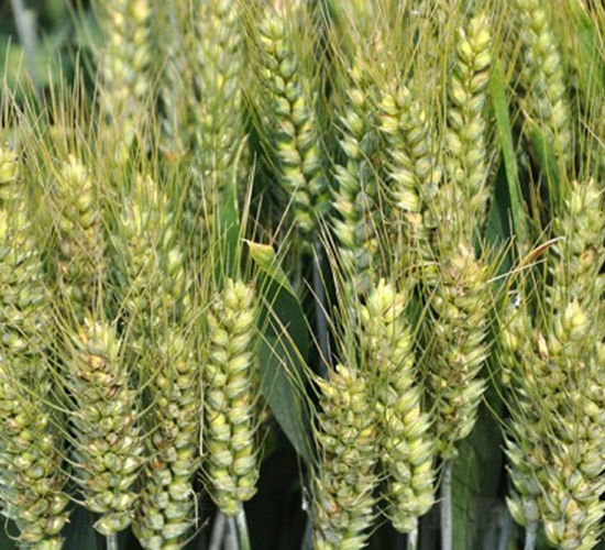 �S��718-С���N��-�зN���F(tu��n)