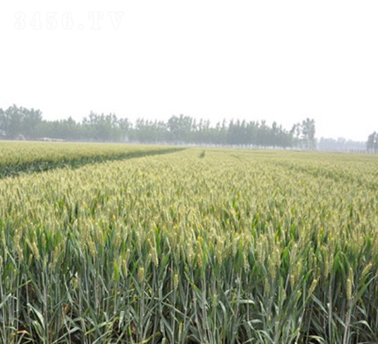 ����895-С���N��-�зN���F(tu��n)