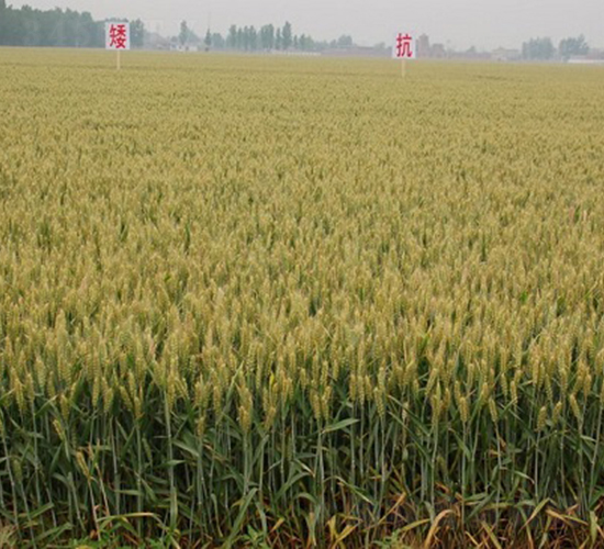 ���r(n��ng)AK58-С���N��-�зN���F(tu��n)