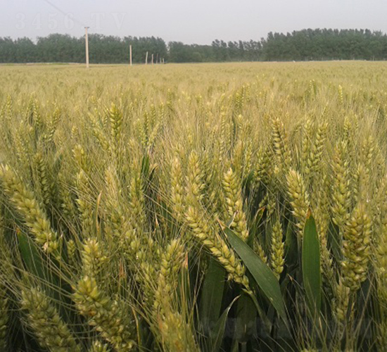 ����6̖-С���N��-�зN���F(tu��n)