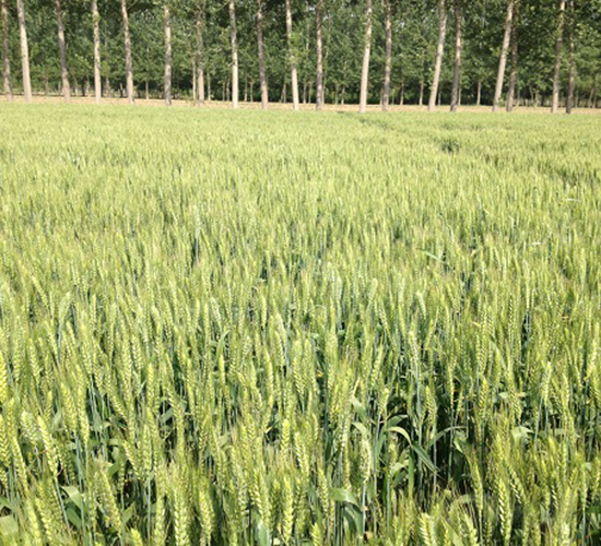 ݆�x167-С���N��-�зN���F(tu��n)