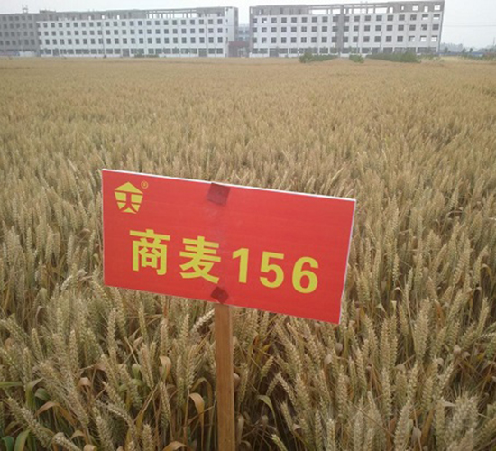 ����156-С���N��-�зN���F(tu��n)