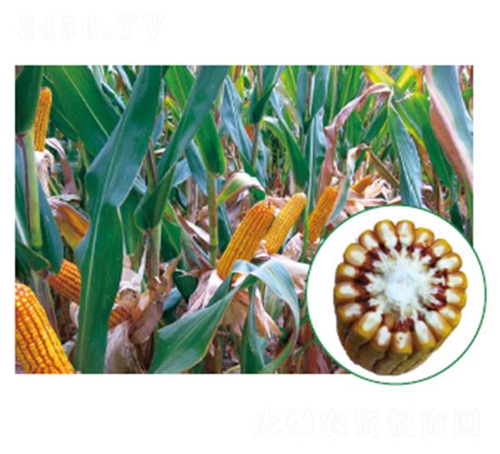 �L��706-���׷N��-�зN���F(tu��n)