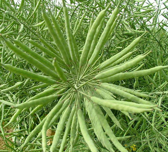 ��ʢ��555-�Ͳ˷N��-���r(n��ng)�l(f��)