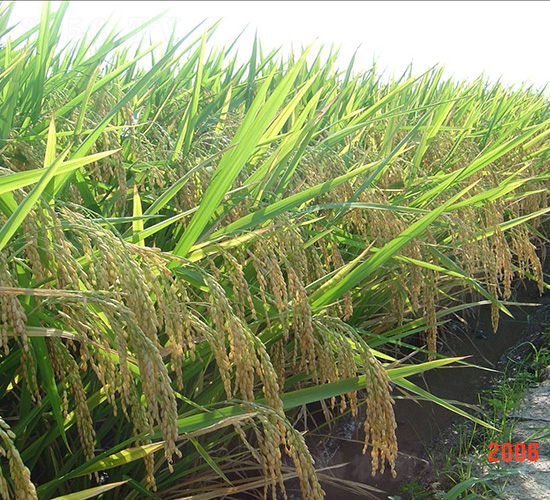 ��(y��u)629-ˮ���N��-�зN���F(tu��n)