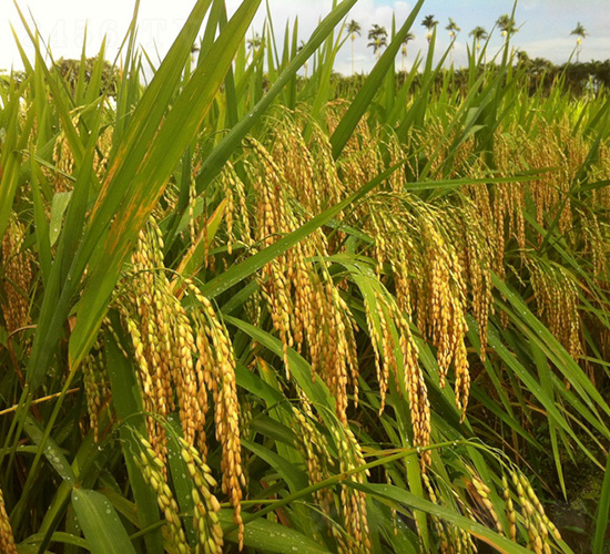 ����(y��u)767-ˮ���N��-�зN���F(tu��n)