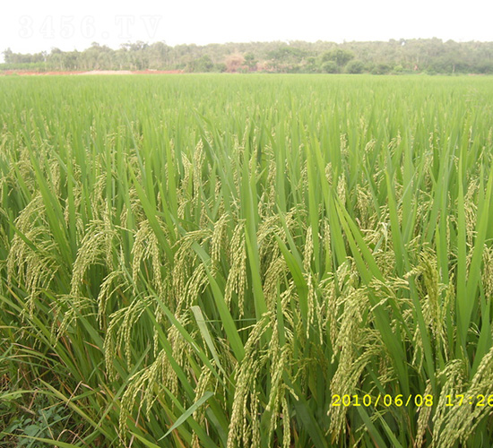 �ȃ�(y��u)629-ˮ���N��-�зN���F