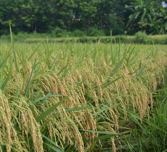 �����Ƀ�(y��u)1031-ˮ���N��-�зN���F(tu��n)