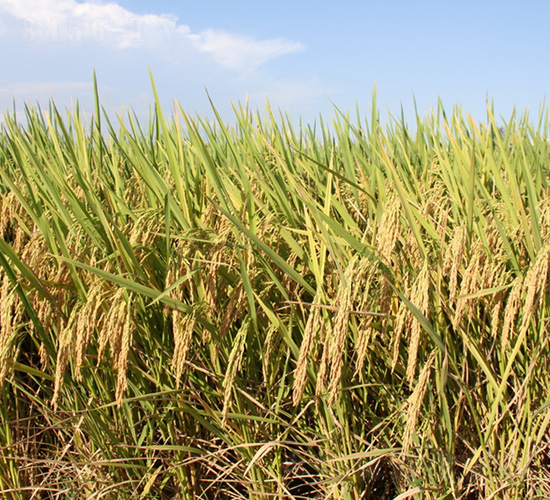 �����Ƀ�(y��u)863-ˮ���N��-�зN���F(tu��n)