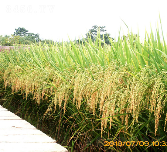 �(y��u)9734ˮ���N��-�зN���F(tu��n)