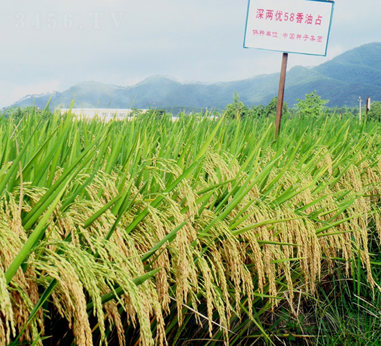 ��Ƀ�(y��u)58����ռ-ˮ���N��-�зN���F