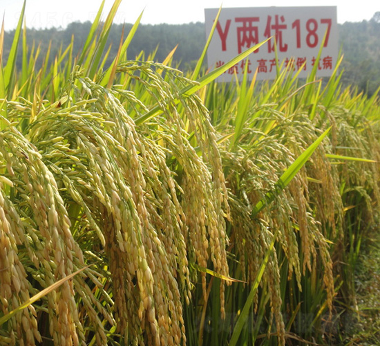 Y�Ƀ�(y��u)187-ˮ���N��-�зN���F(tu��n)