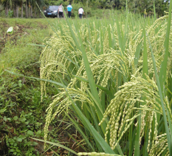 ��II��(y��u)4671-ˮ���N��-�зN���F