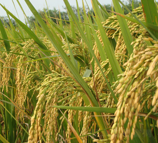 �G����(y��u)8648-ˮ���N��-�зN���F(tu��n)