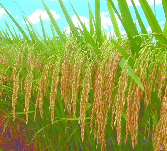 ��(y��u)��2̖(h��o)-ˮ���N��-�зN���F(tu��n)